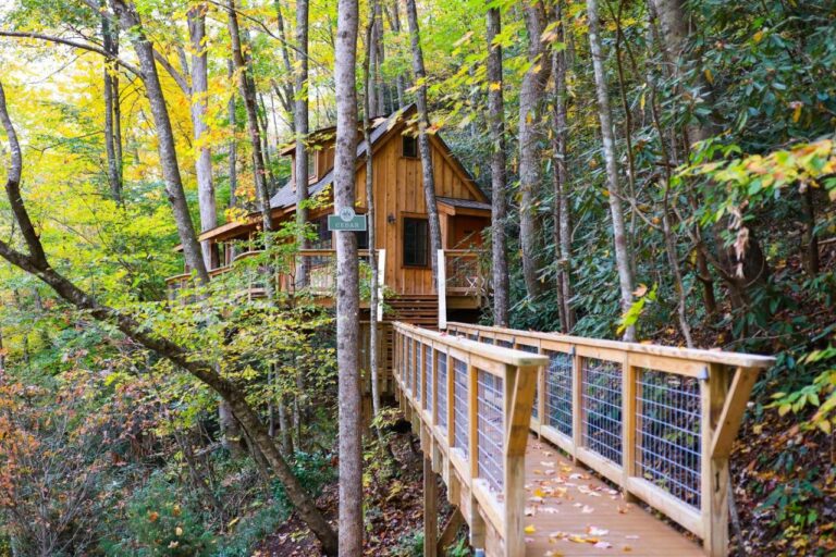 the cedar in the treehouse whole cabin