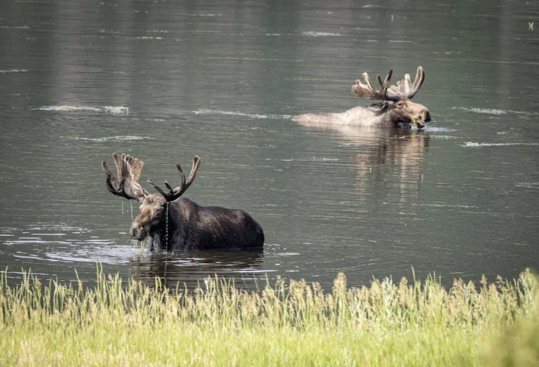 O'Deer Cabin4
